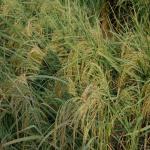 Vraj-Yatra-2014- (1695)